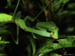 Stagmatoptera praecaria