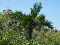 Pseudophoenix sargentii