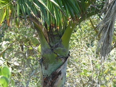 Pseudophoenix sargentii