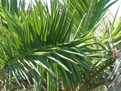 Pseudophoenix sargentii