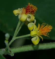 Grewia asiatica