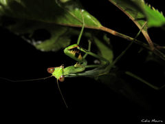Stagmatoptera praecaria