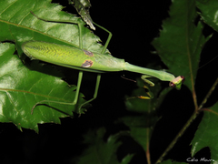 Stagmatoptera praecaria