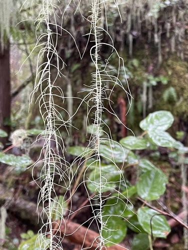 Long strands of Methuselah's beard lichen hanging from branches near Greene Point.