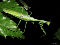 Stagmatoptera praecaria