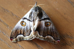 Polythysana rubrescens