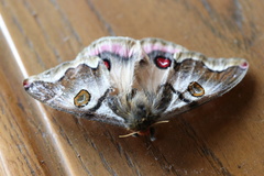 Polythysana rubrescens