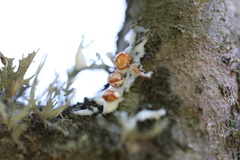 Polythysana rubrescens