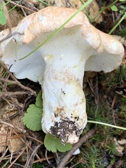 Albatrellus avellaneus