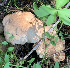 Albatrellus avellaneus