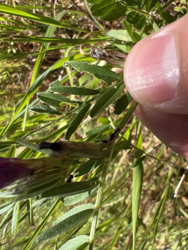 Ants In March 2022 By Dannyjm INaturalist   Large 