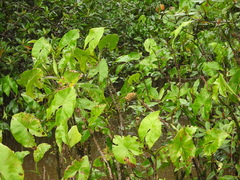 Montrichardia arborescens