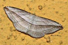 Arcobara tergeminaria