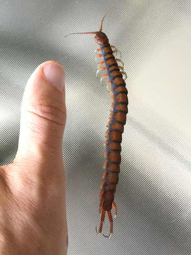 Scolopendra subspinipes