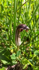 Arisarum