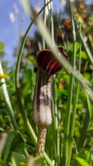 Arisarum