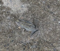 Leptodactylus latrans