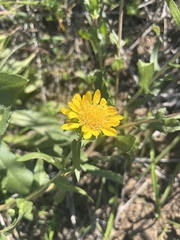 Grindelia robusta
