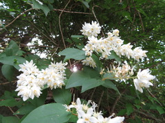 Deutzia crenata