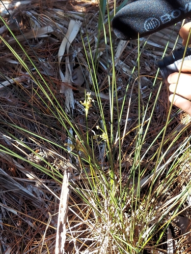 Needlegrass rush (Juncus roemerianus)