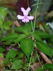 Impatiens kinabaluensis