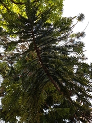 Araucariaceae