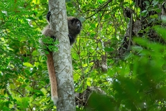 Callicebus nigrifrons