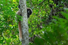Callicebus nigrifrons