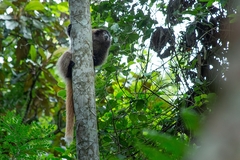 Callicebus nigrifrons