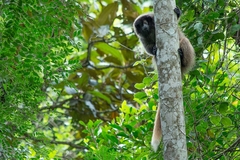 Callicebus nigrifrons