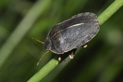 Eurygaster austriaca