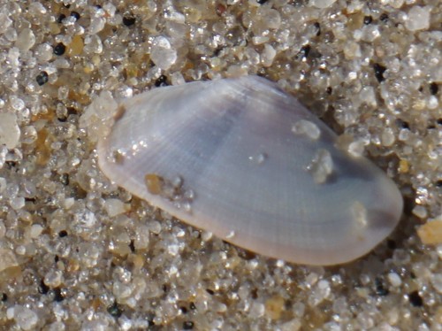 Fossor Coquina