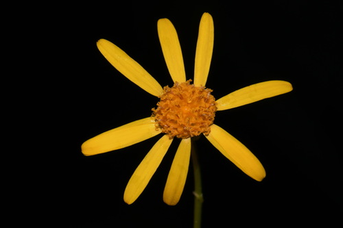 Image of Packera crawfordii by (c) Brian Finzel, some rights reserved (CC BY-SA)