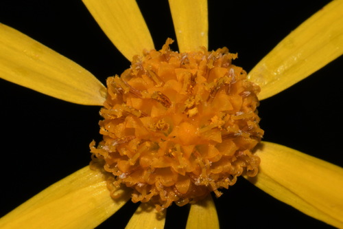 Image of Packera crawfordii by (c) Brian Finzel, some rights reserved (CC BY-SA)