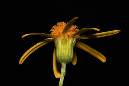 Image of Packera crawfordii by (c) Brian Finzel, some rights reserved (CC BY-SA)