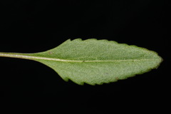 Packera crawfordii