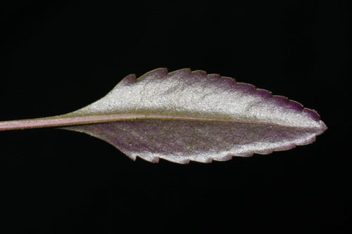 Image of Packera crawfordii by (c) Brian Finzel, some rights reserved (CC BY-SA)