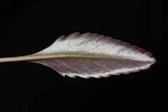 Packera crawfordii