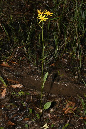 Image of Packera crawfordii by (c) Brian Finzel, some rights reserved (CC BY-SA)