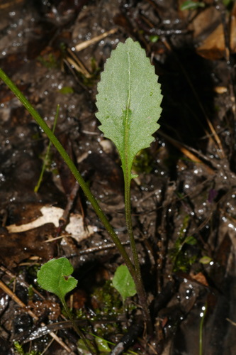 Image of Packera crawfordii by (c) Brian Finzel, some rights reserved (CC BY-SA)