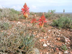 Aloe krapohliana