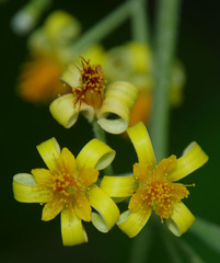 Grewia asiatica