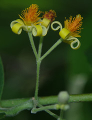 Grewia asiatica