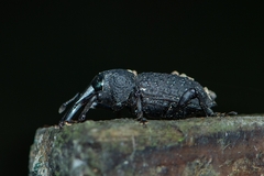 Heilipodus taciturnus