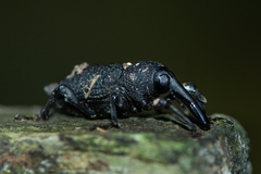 Heilipodus taciturnus