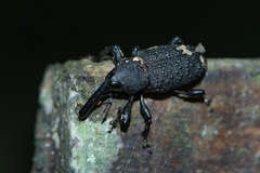 Heilipodus taciturnus