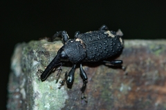 Heilipodus taciturnus