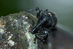 Heilipodus taciturnus