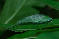 Anaulacomerina