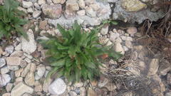 Rumex rupestris